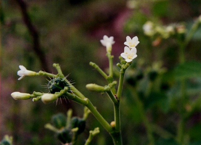 Cnidoscolus urens - Imagen 3