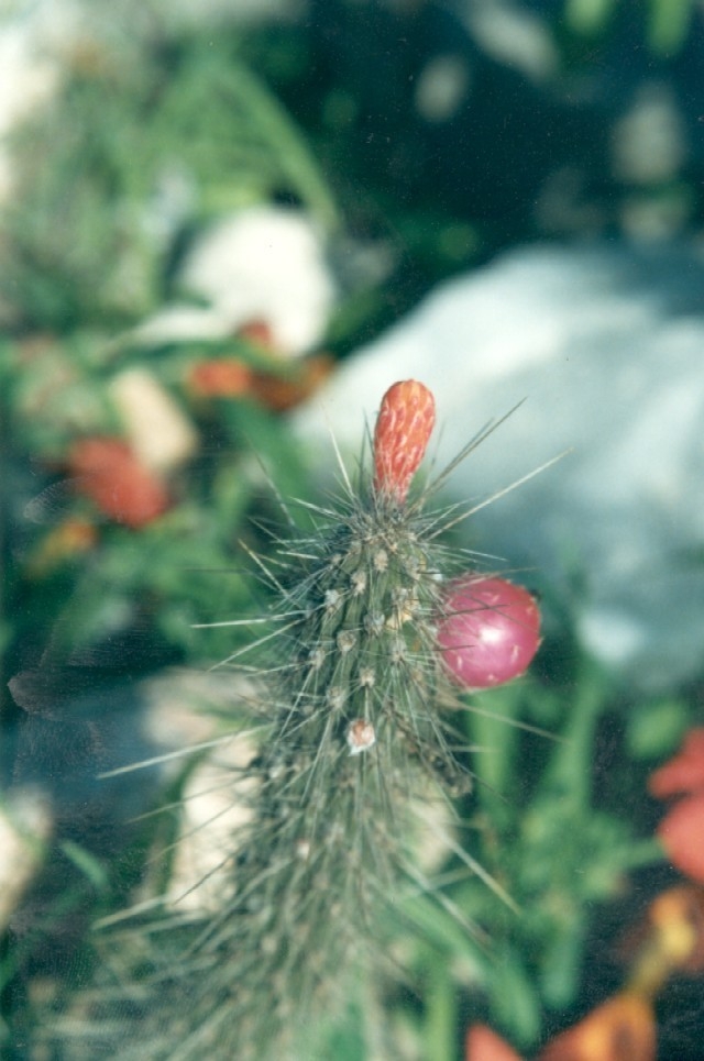 Cleistocactus Baumannii - Imagen 4