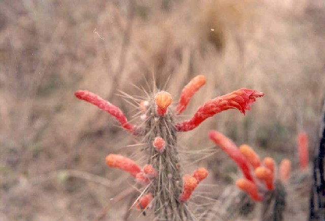 Cleistocactus Baumannii