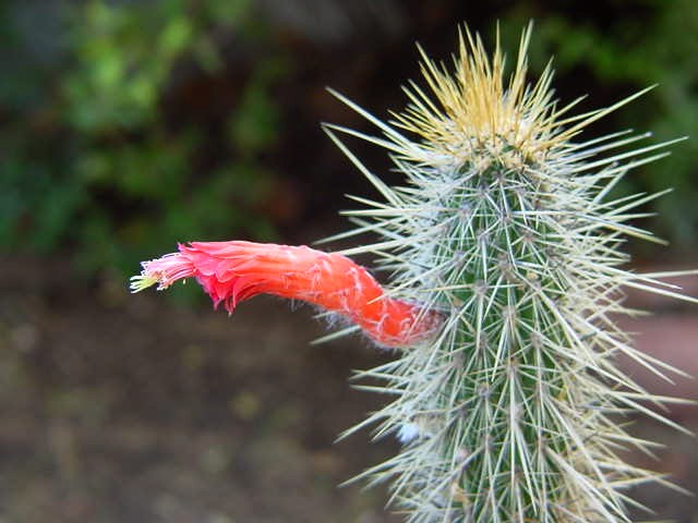 Cleistocactus Baumannii - Imagen 3