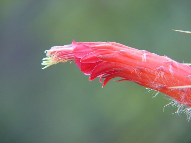Cleistocactus Baumannii - Imagen 2