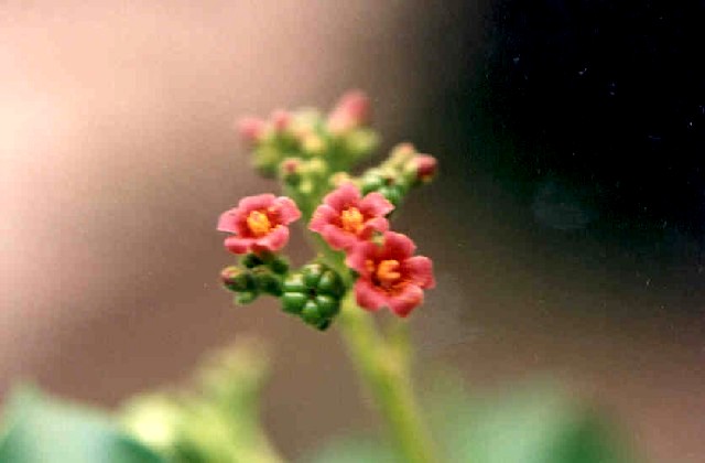 Jatropha excisa