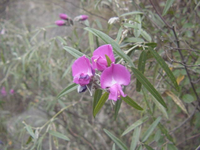Collaea argentina - Imagen 4